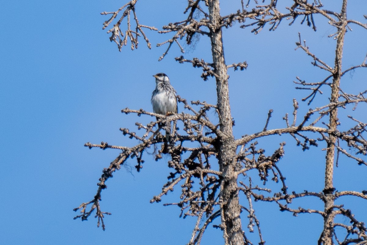 Paruline rayée - ML456644651