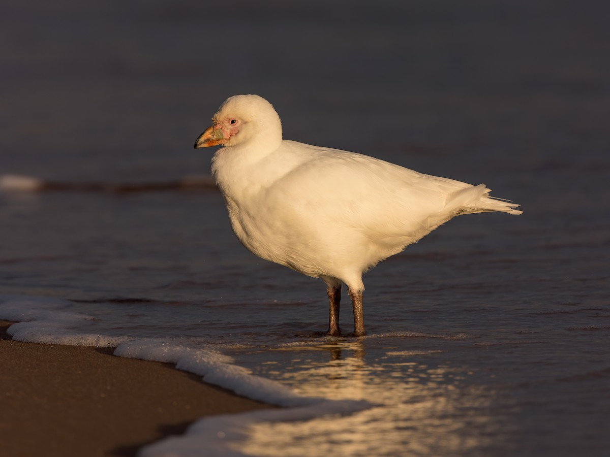 Snowy Sheathbill - ML456645331