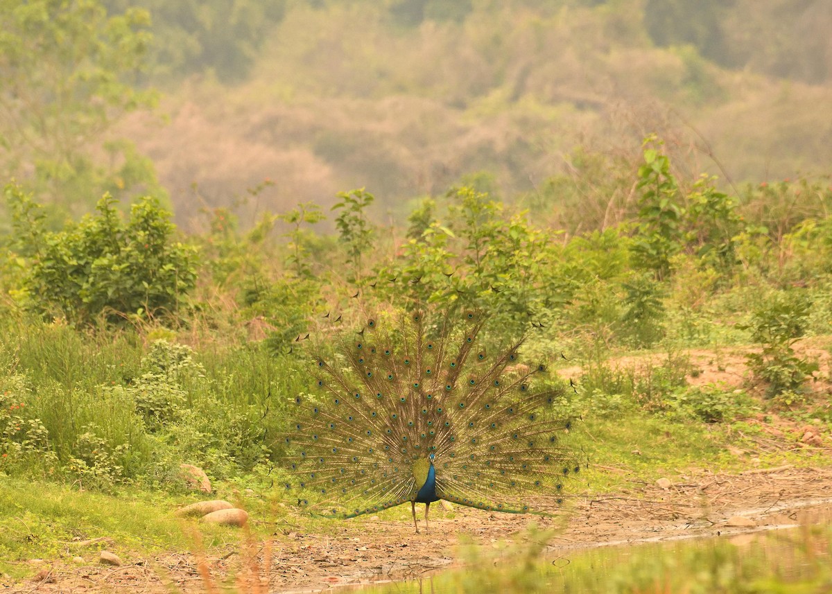 Indian Peafowl - Mallika Rajasekaran