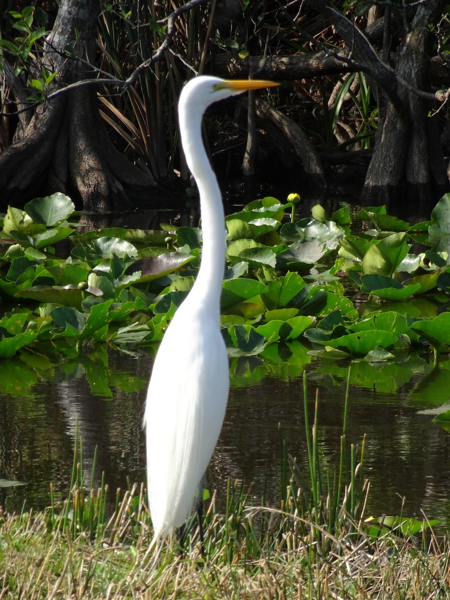 Great Egret (American) - ML456646621