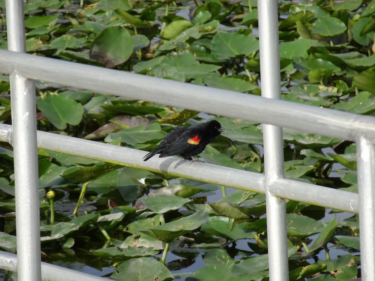Red-winged Blackbird - ML456646681