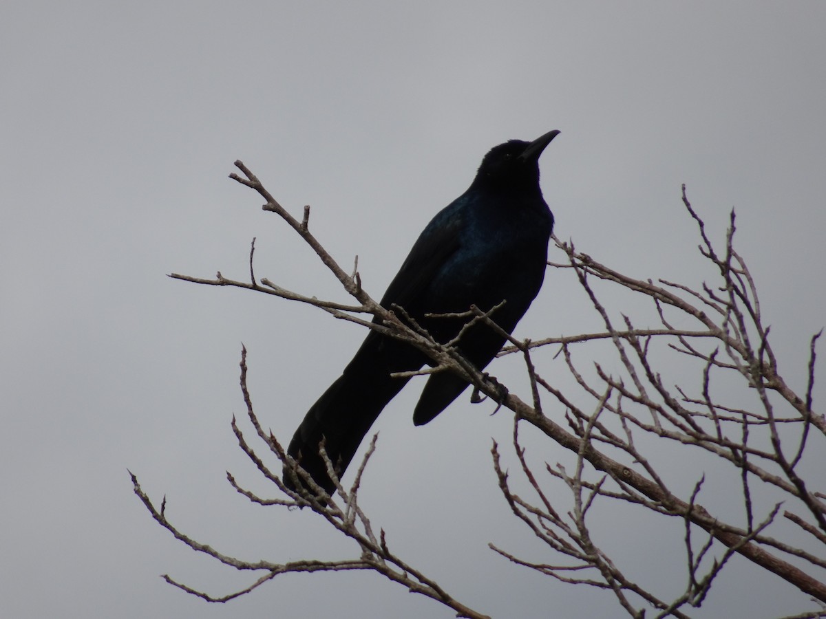 Boat-tailed Grackle - ML456646761