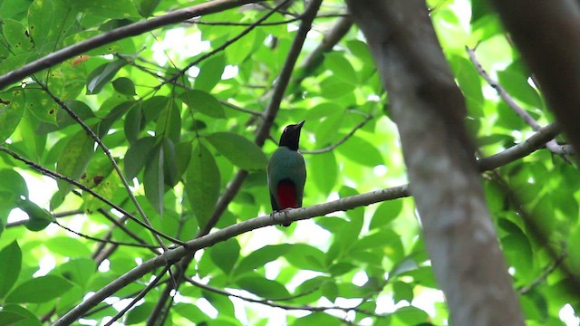 Western Hooded Pitta - ML456647091