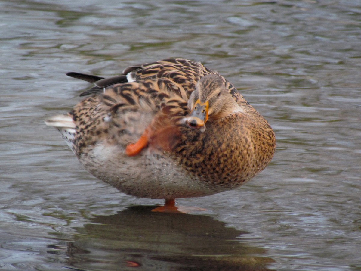 Mallard - Bruce Kerr