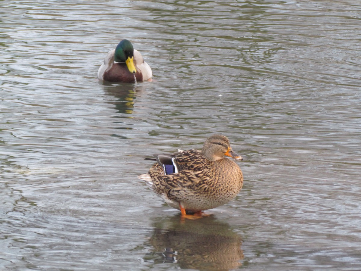 Mallard - Bruce Kerr