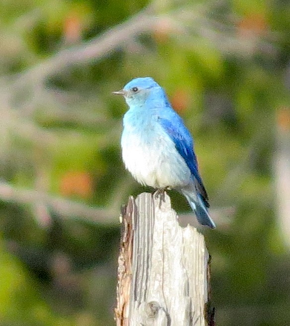 Mountain Bluebird - Jamie Simmons