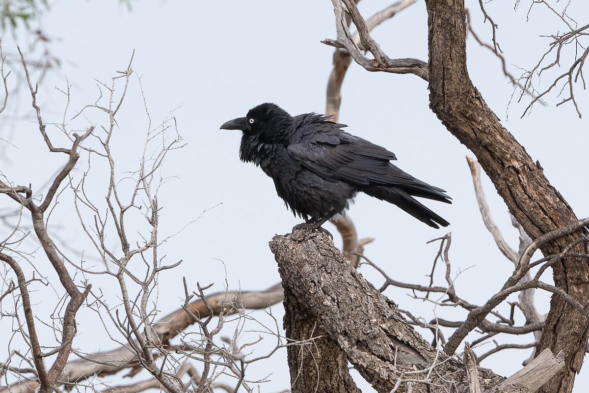 Australian Raven - ML456649711