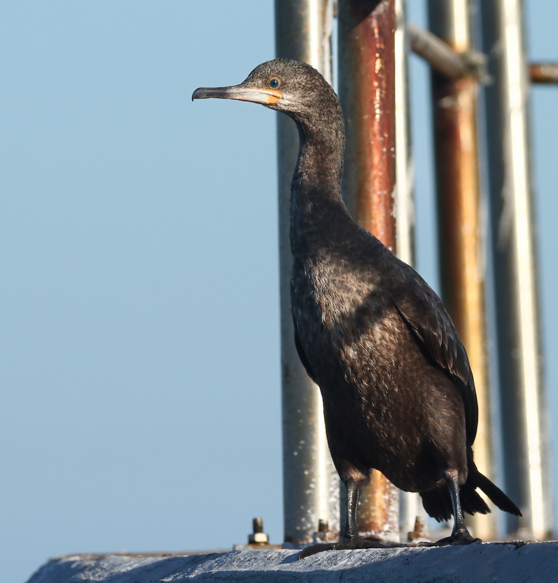 Cape Cormorant - ML456650181