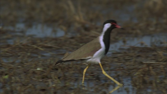 Red-wattled Lapwing - ML456651