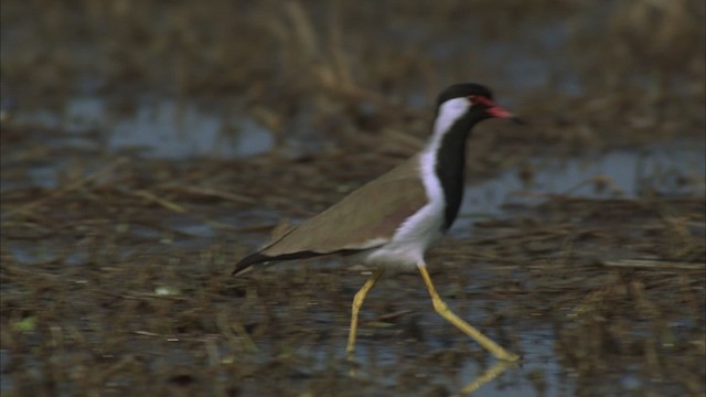 Vanneau indien - ML456651