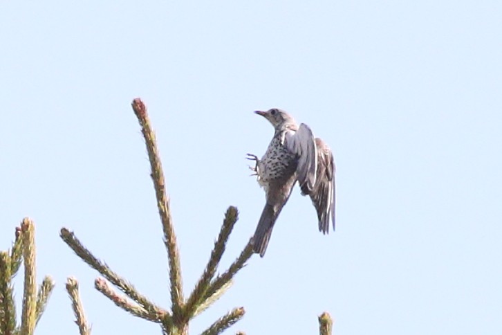 Mistle Thrush - ML456652701