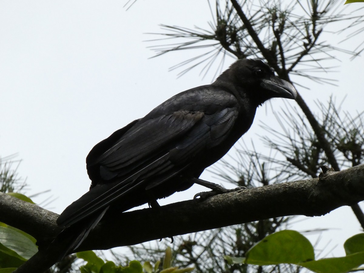 Large-billed Crow - ML456653381