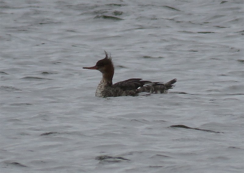 Red-breasted Merganser - ML45665711