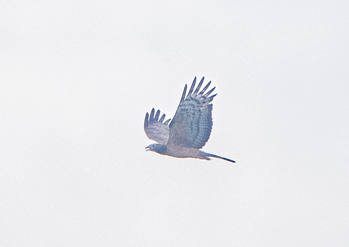 Oriental Honey-buzzard - ML456658971