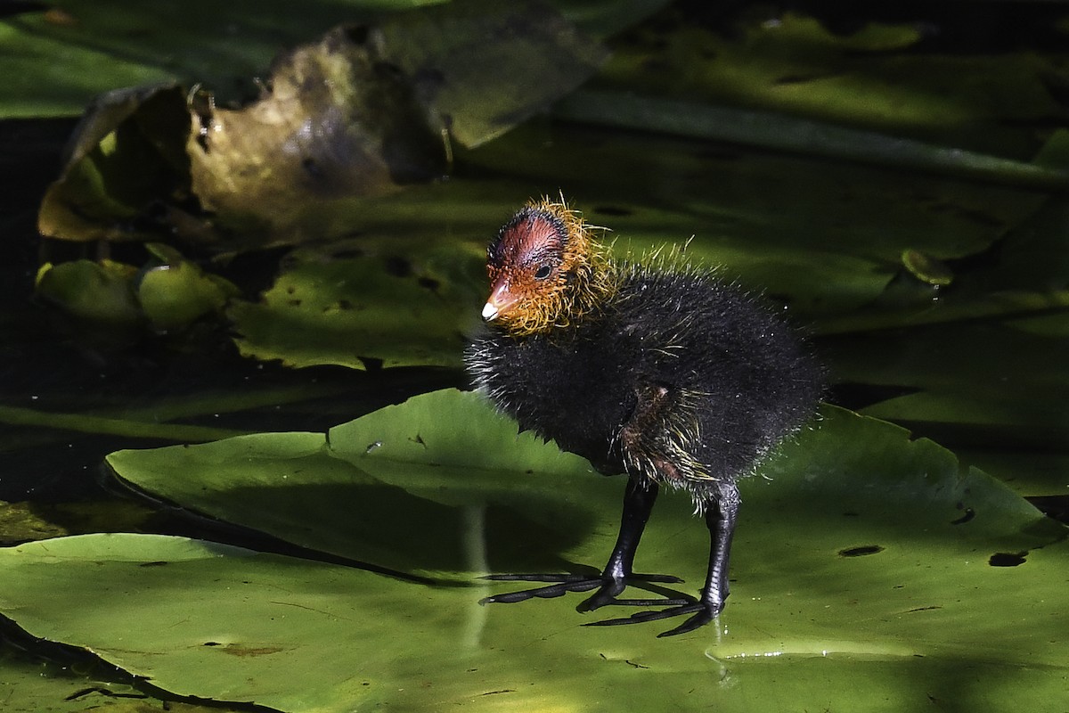 Eurasian Coot - Maryse Neukomm