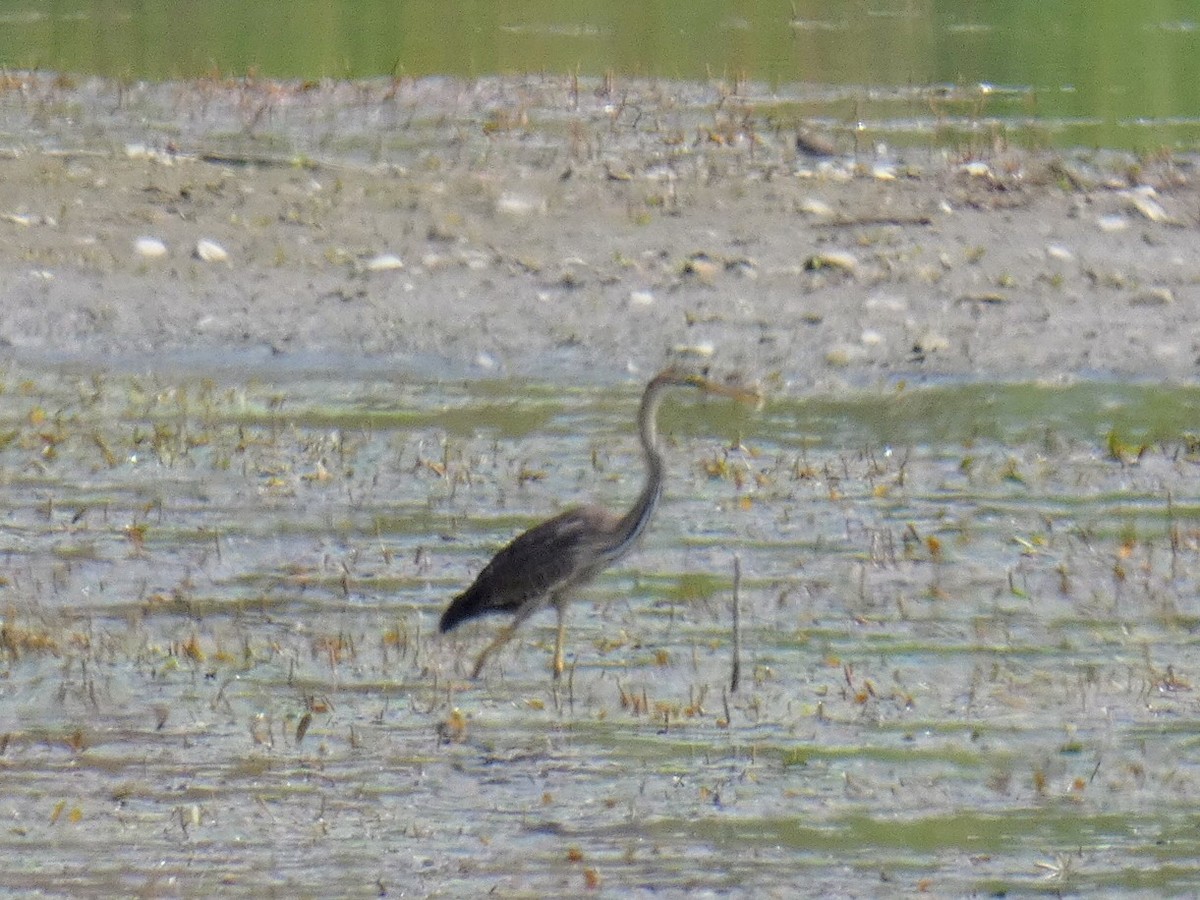 Purple Heron - Valerio Masperi