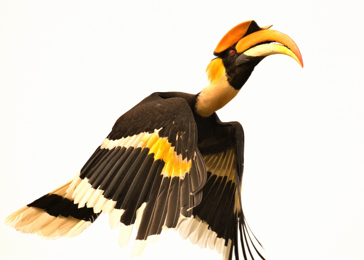 Great Hornbill - ML456659971