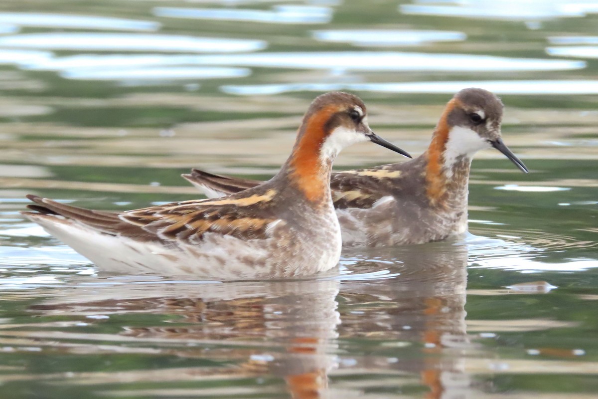 Red-necked Phalarope - ML456659991