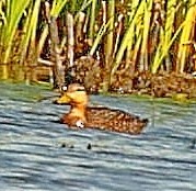 Canard brun (maculosa) - ML456660281