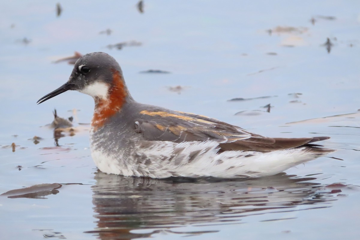 Red-necked Phalarope - ML456660591