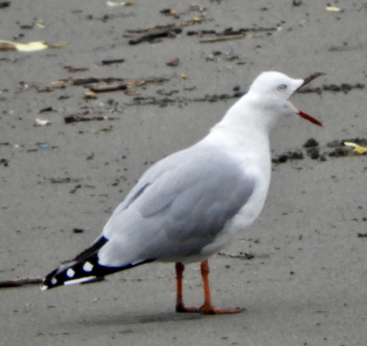 australmåke - ML456661721