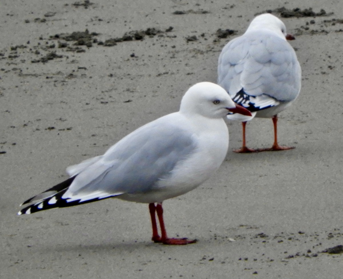 australmåke - ML456661861