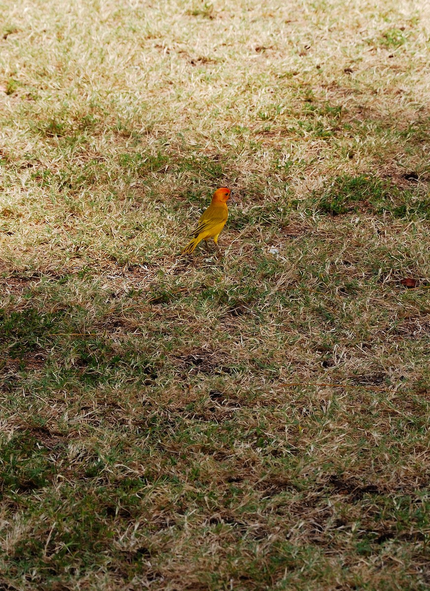 Saffron Finch - ML456662131