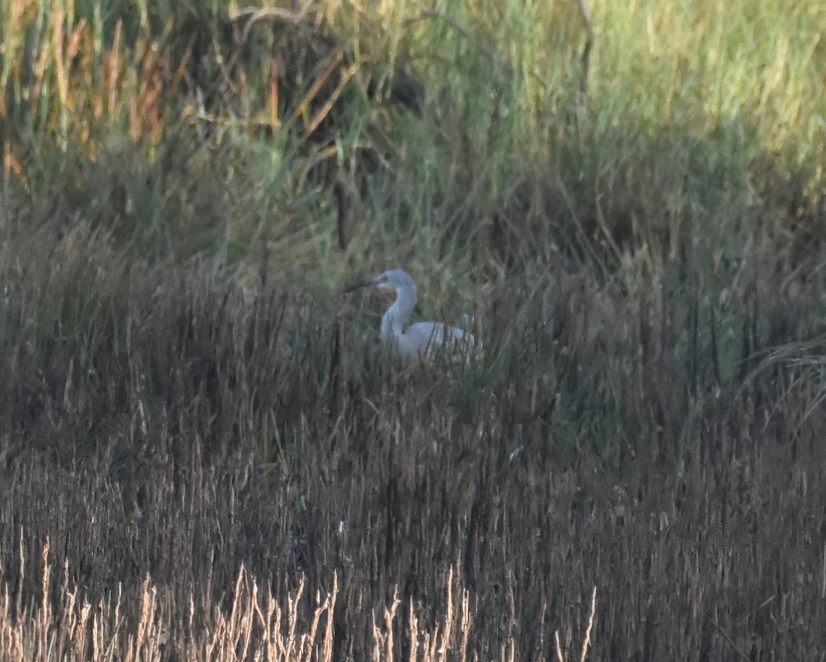 White-faced Heron - ML456662461