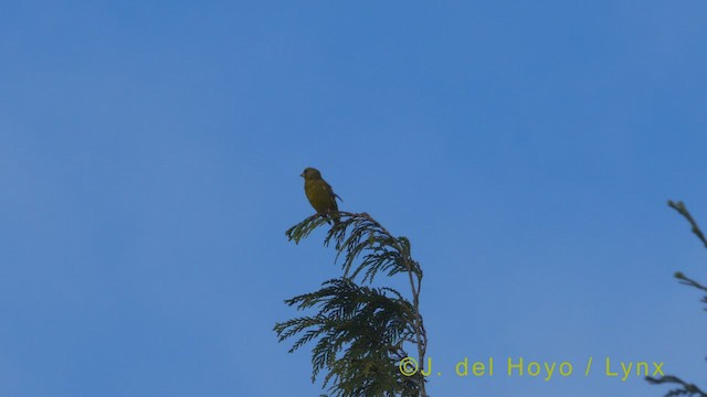 European Greenfinch - ML456662961