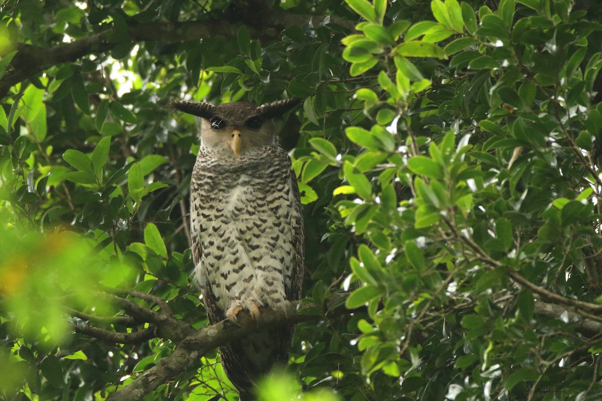 Spot-bellied Eagle-Owl - Jyothish Nelson