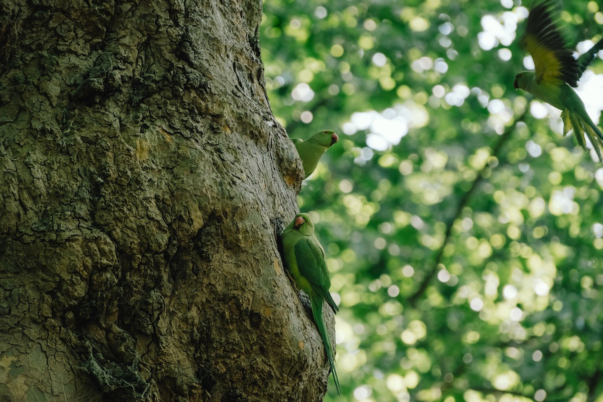 Rose-ringed Parakeet - ML456664751