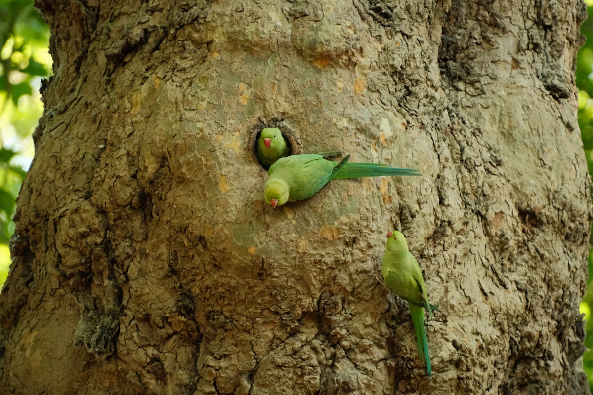 Rose-ringed Parakeet - ML456664761