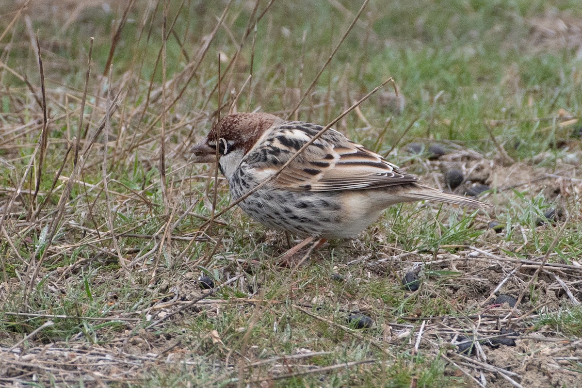 Spanish Sparrow - ML456665571