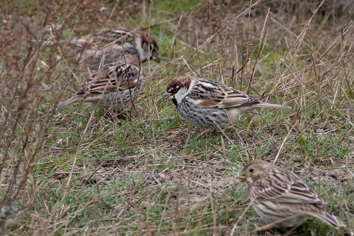 Spanish Sparrow - ML456665581