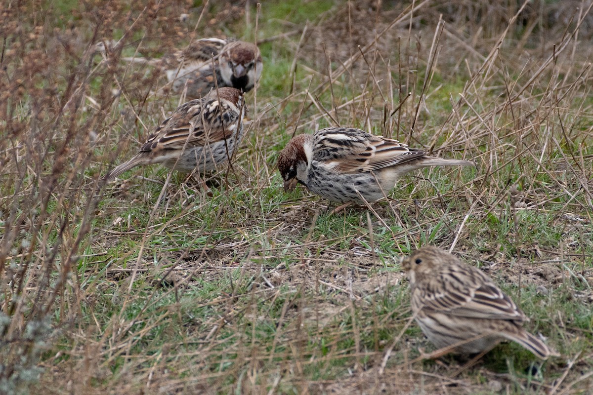 Spanish Sparrow - ML456665631