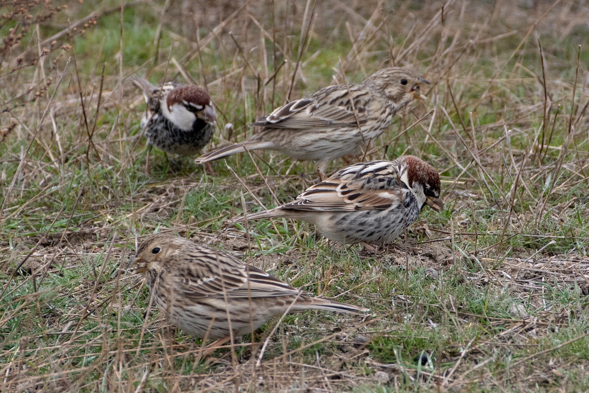 Spanish Sparrow - ML456665651