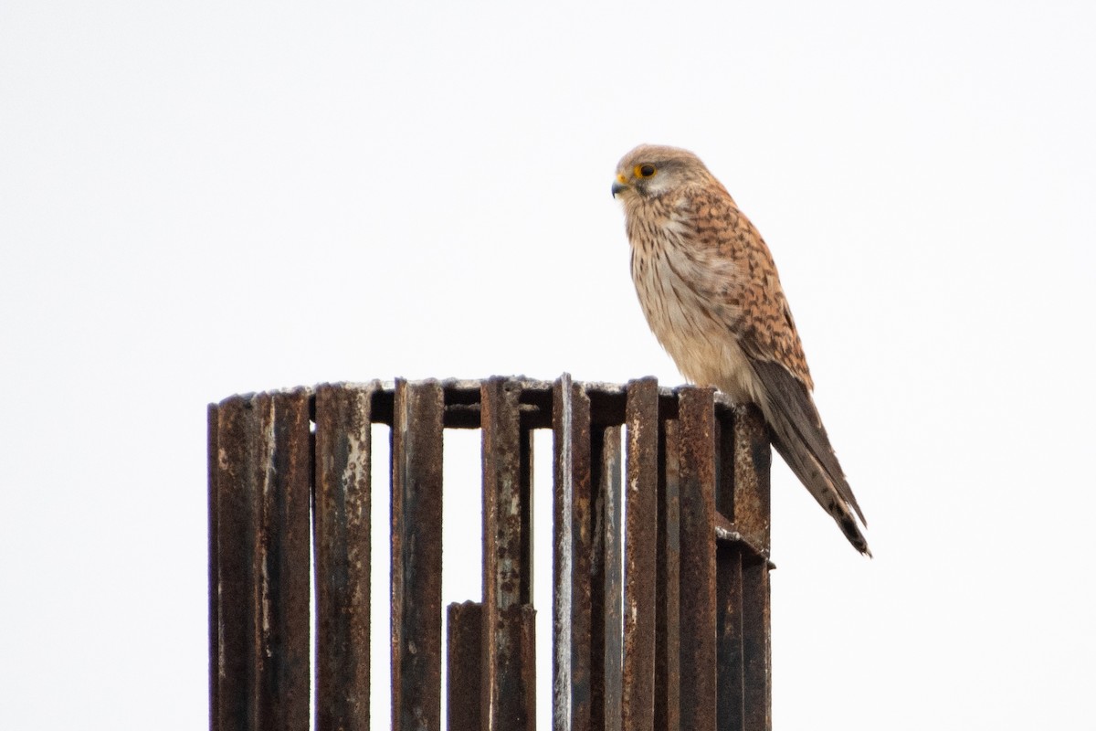 Eurasian Kestrel - ML456665711