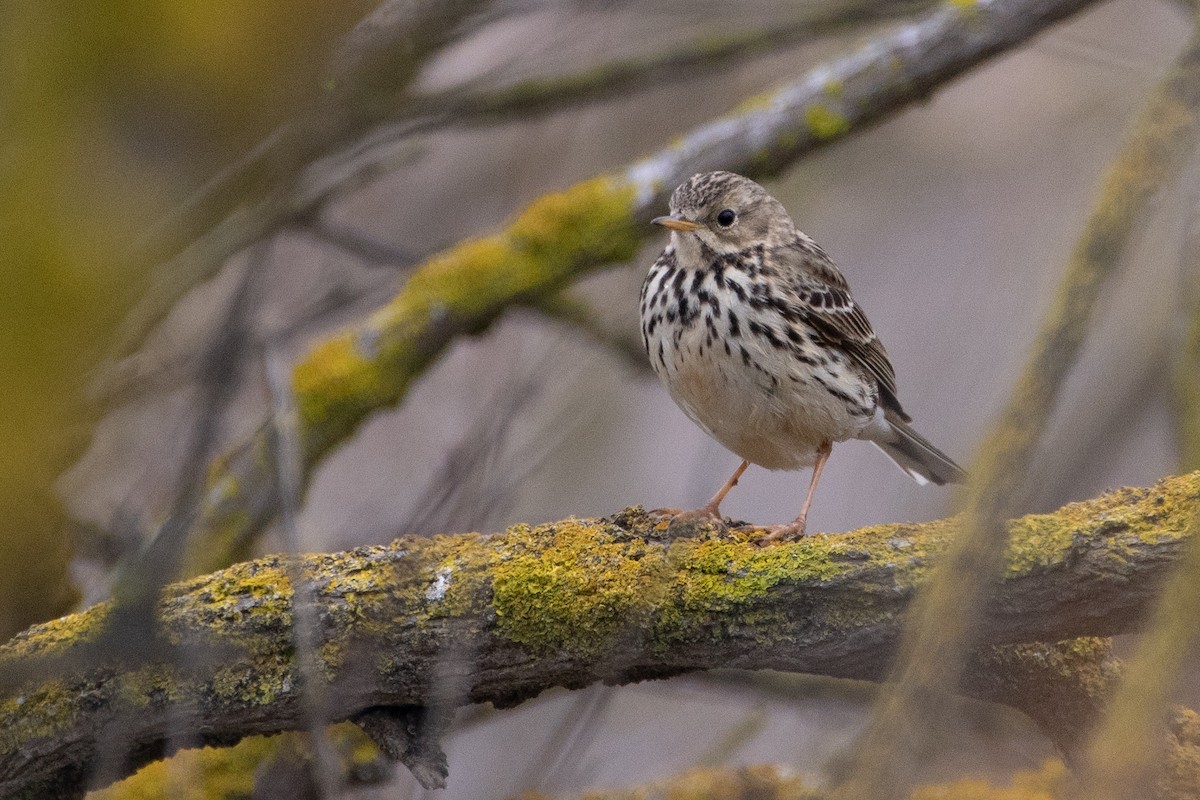 Meadow Pipit - ML456666001