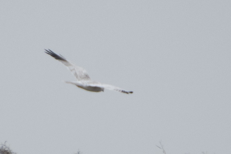 Pallid Harrier - ML456666081