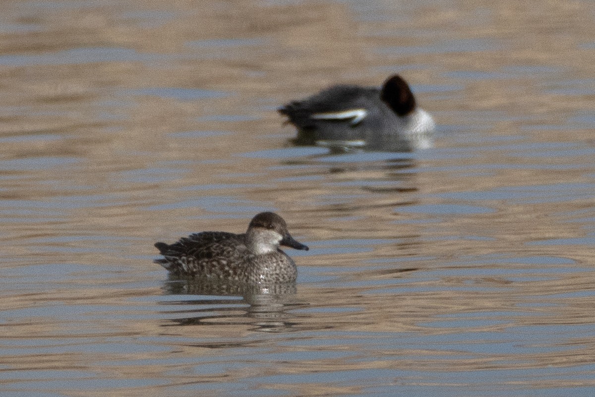 Green-winged Teal - ML456666221