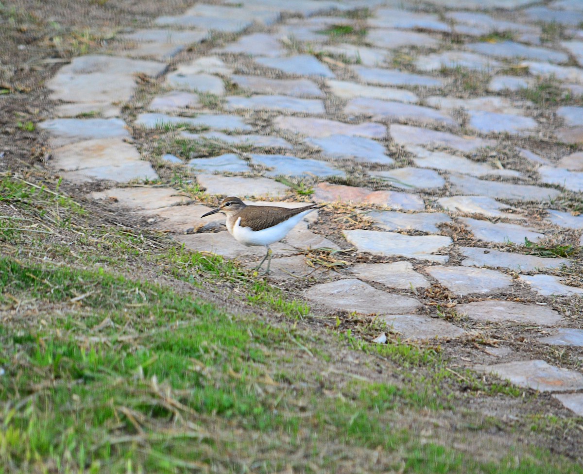 Common Sandpiper - Paulo Narciso