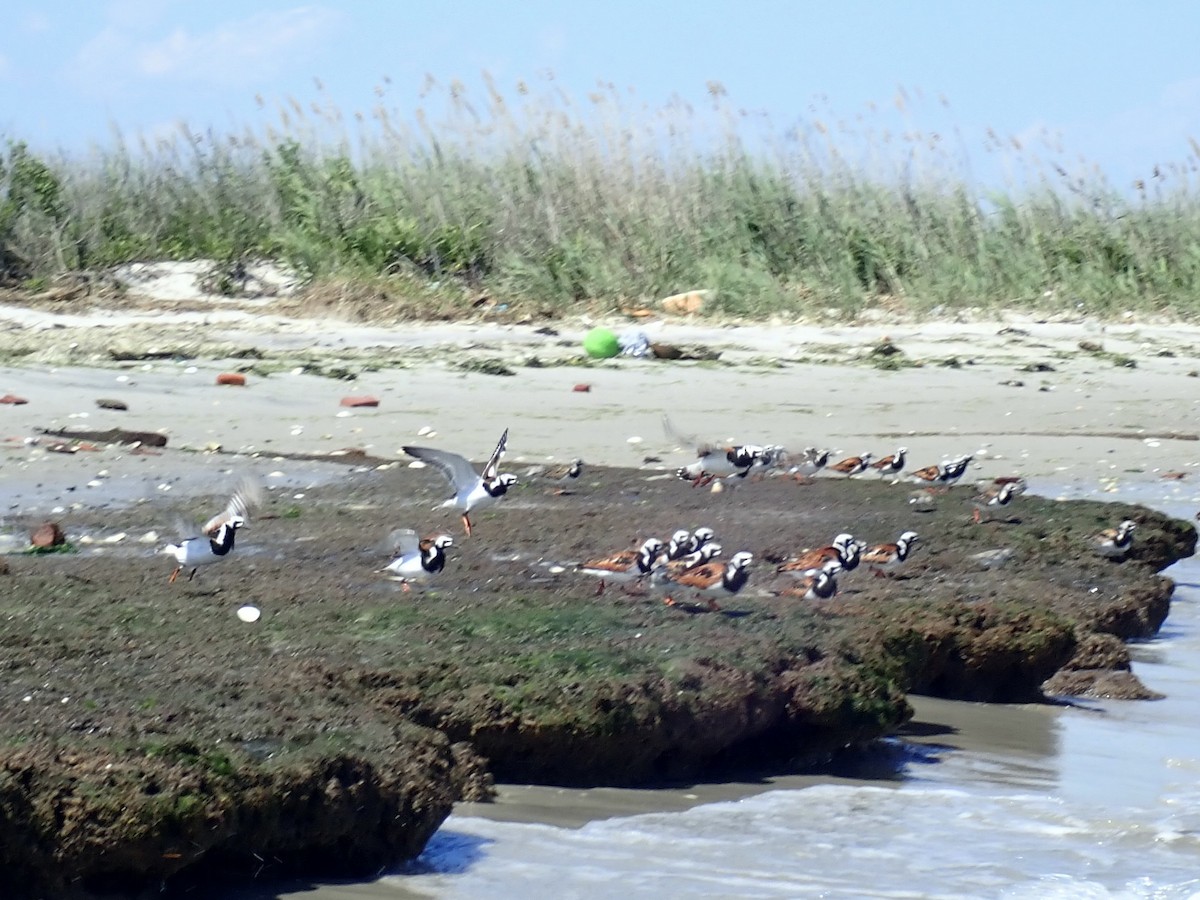 Ruddy Turnstone - Louis DeMarco