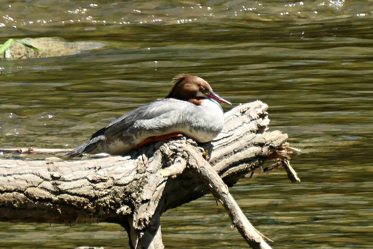 Common Merganser - Todd Eiben