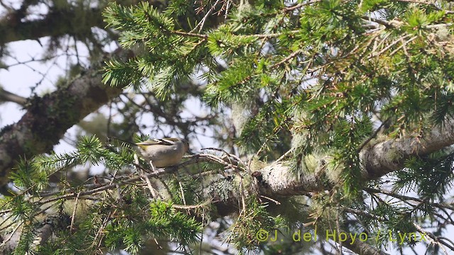 Madeira Chaffinch - ML456670421