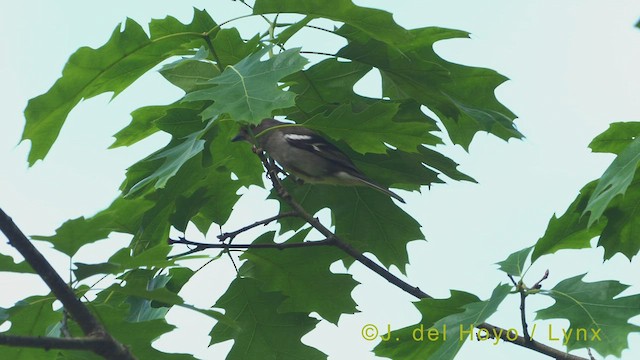 Madeira Chaffinch - ML456671021