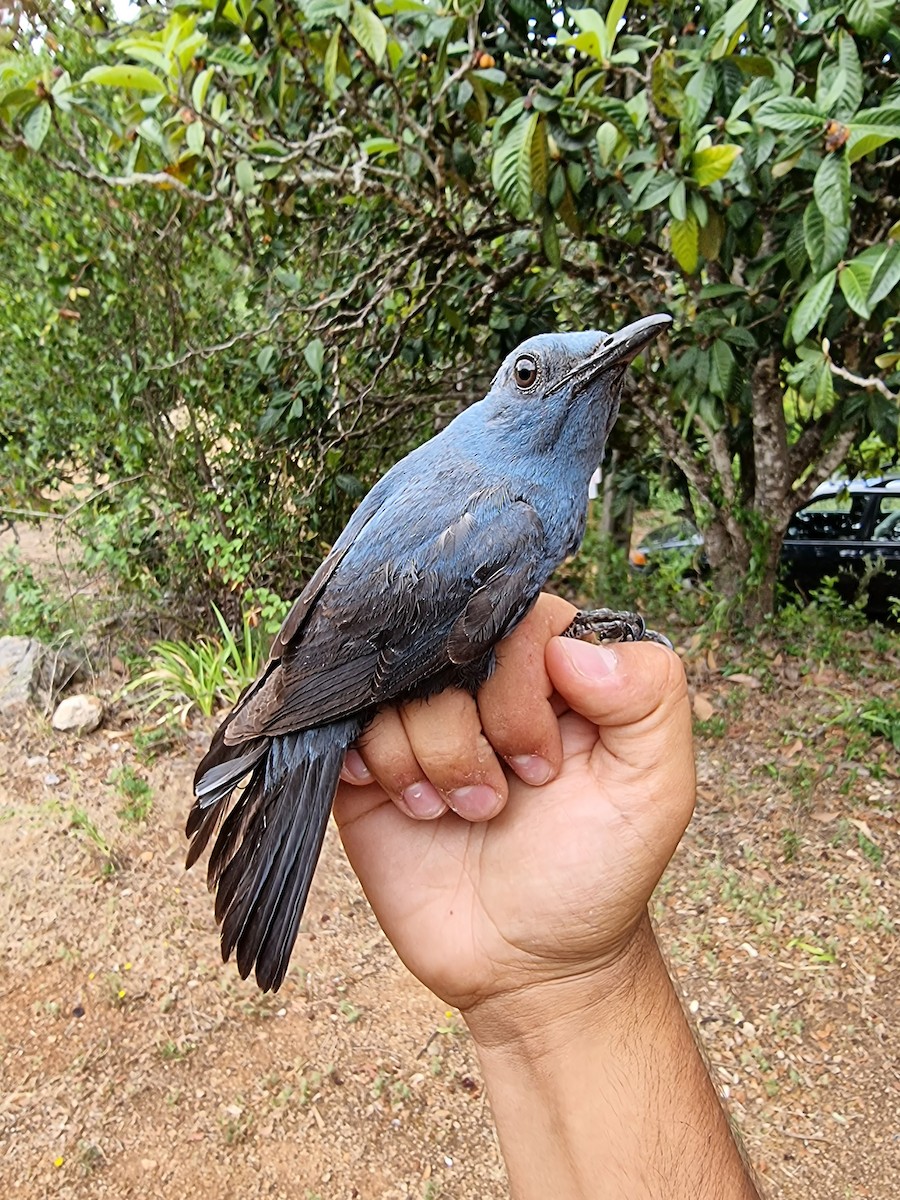 Blue Rock-Thrush - ML456672481