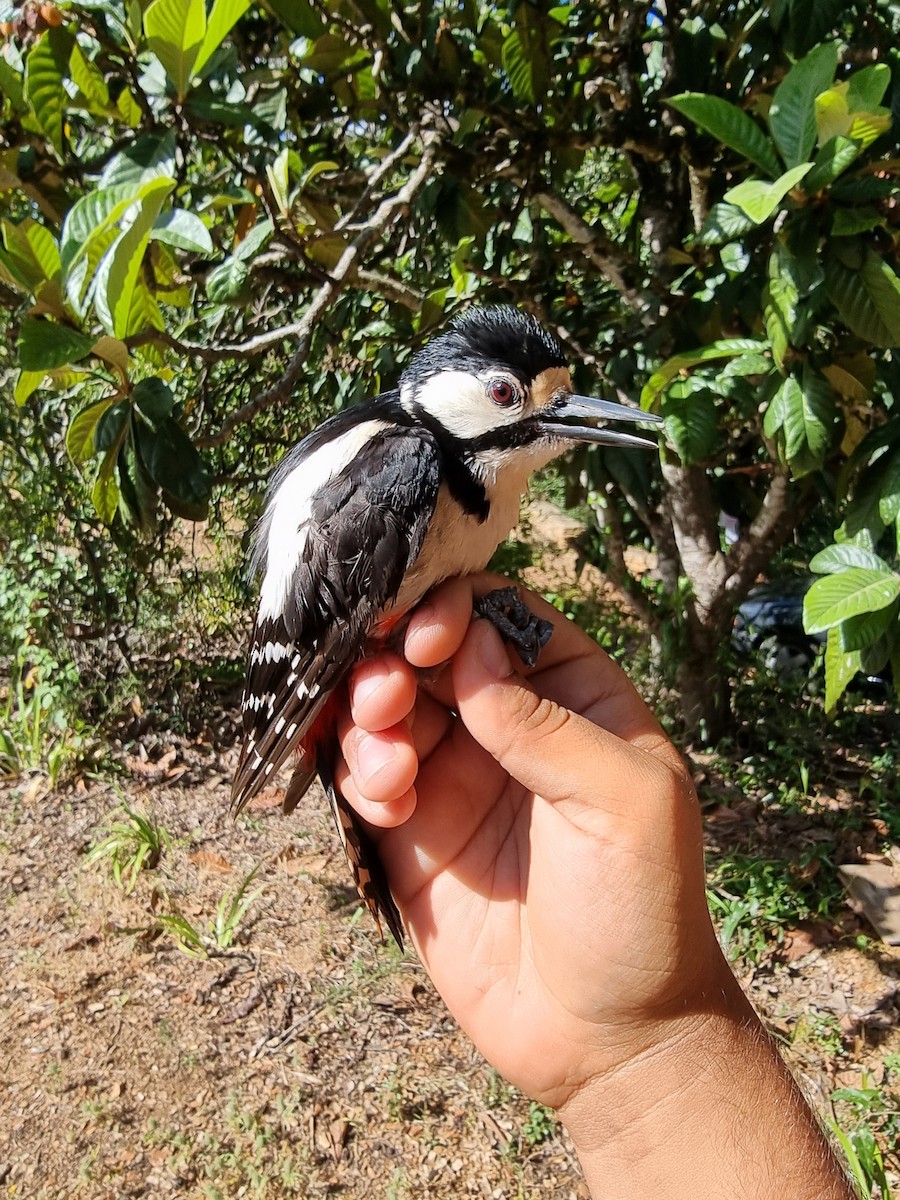 Great Spotted Woodpecker - ML456672501