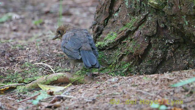 Eurasian Blackbird - ML456672711