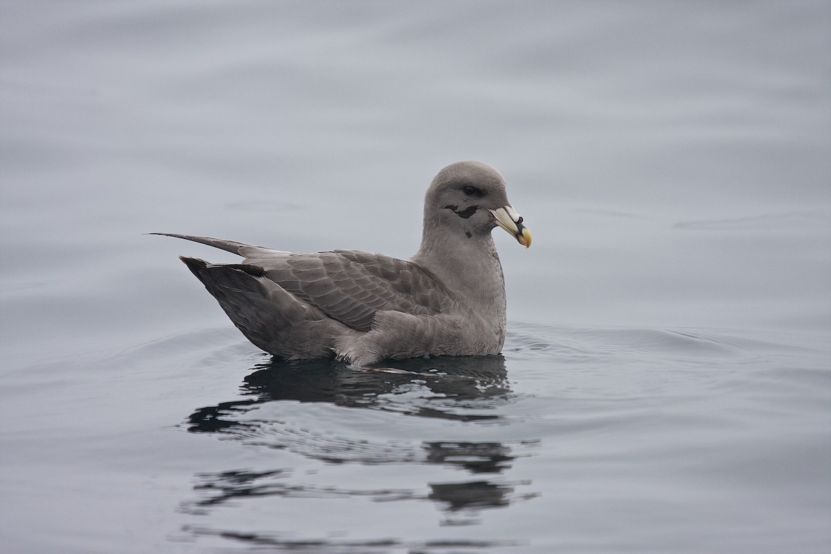 Northern Fulmar - Matt Brady