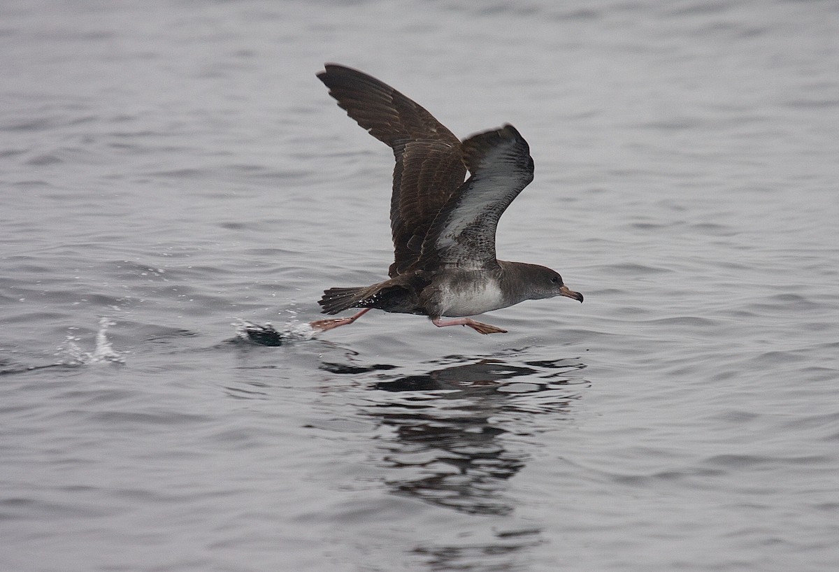 Pink-footed Shearwater - ML45667391